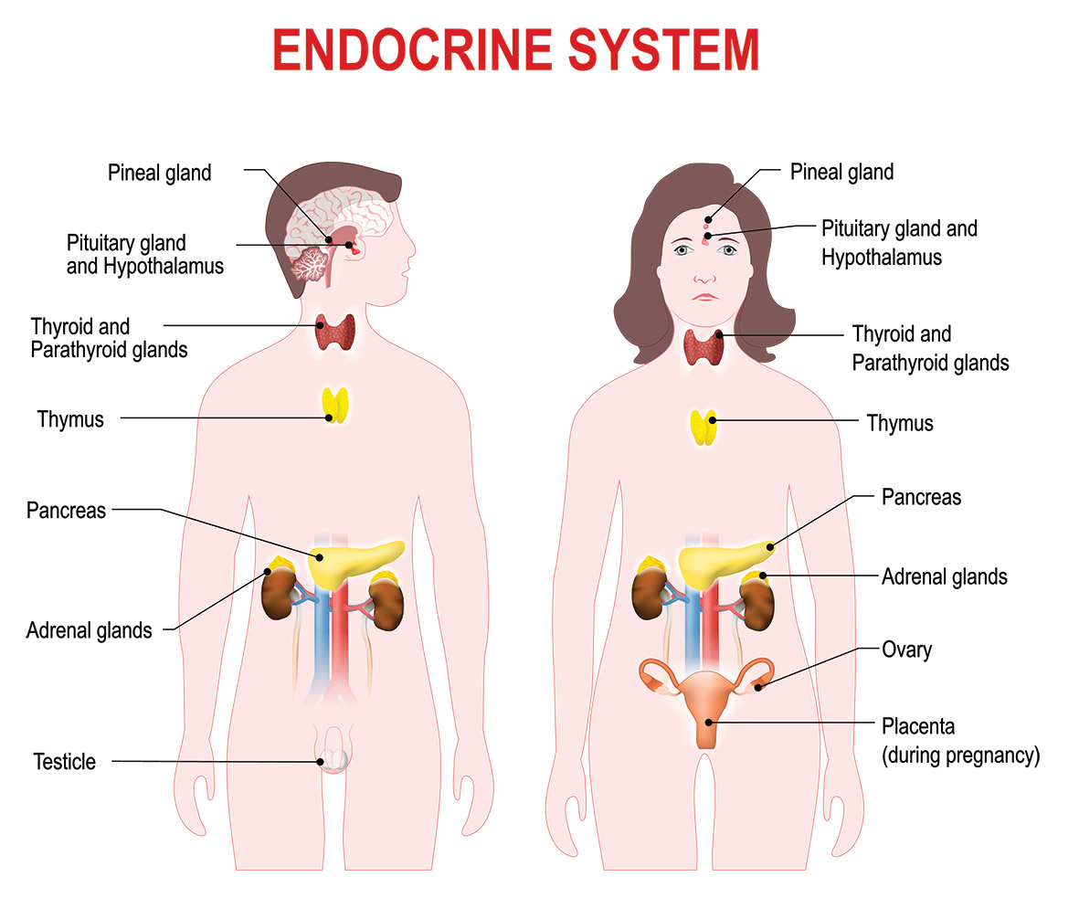 Endocrine System
