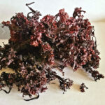 Wildcrafted Chondrus crispus Irish moss sea moss