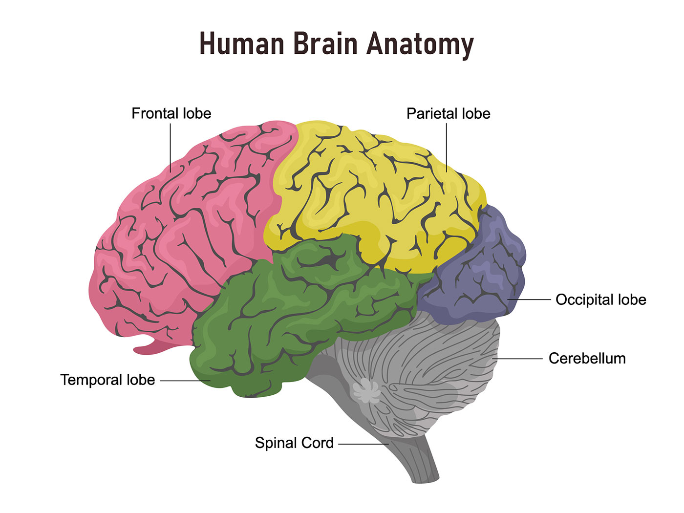 Human brain anatomy
