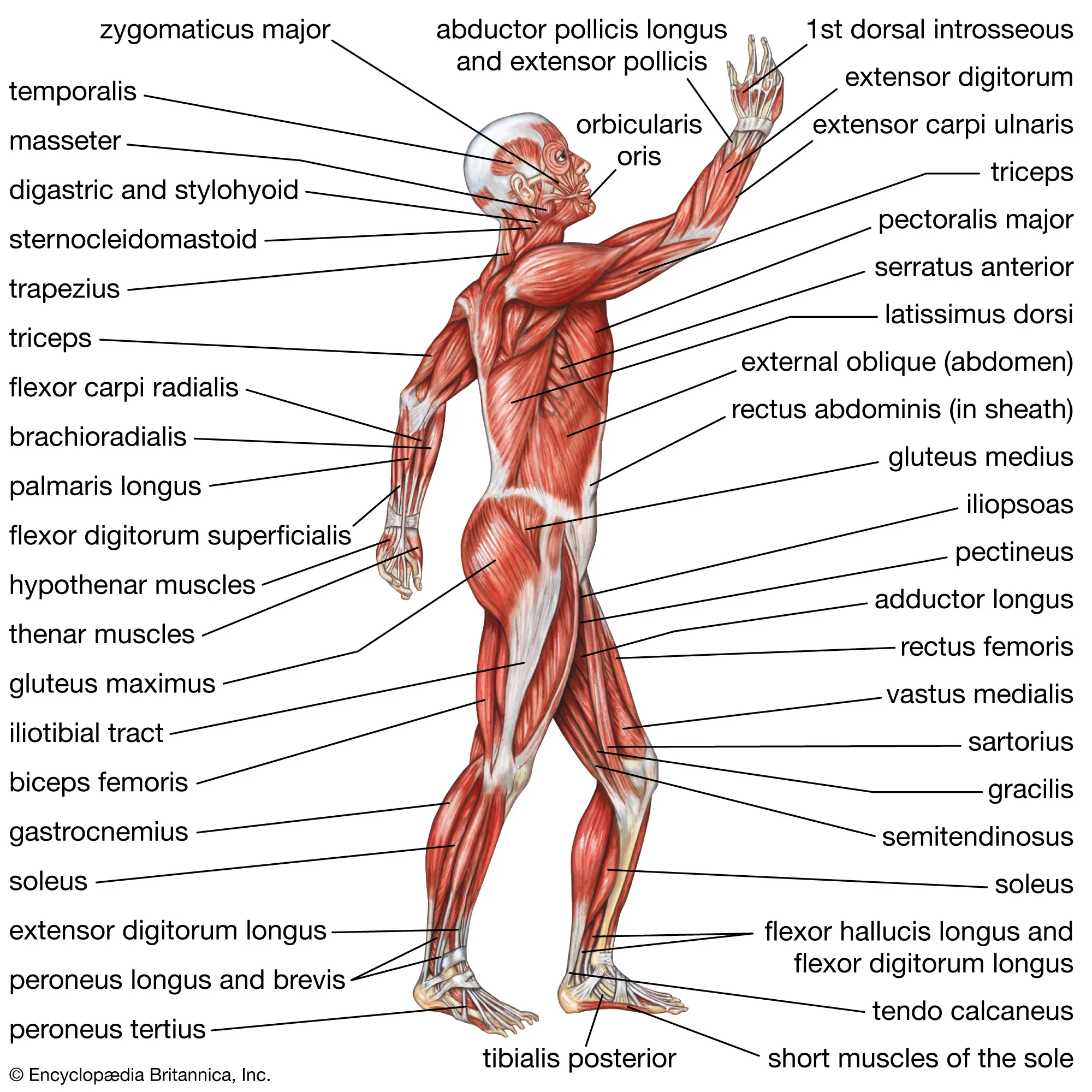 Muscular System