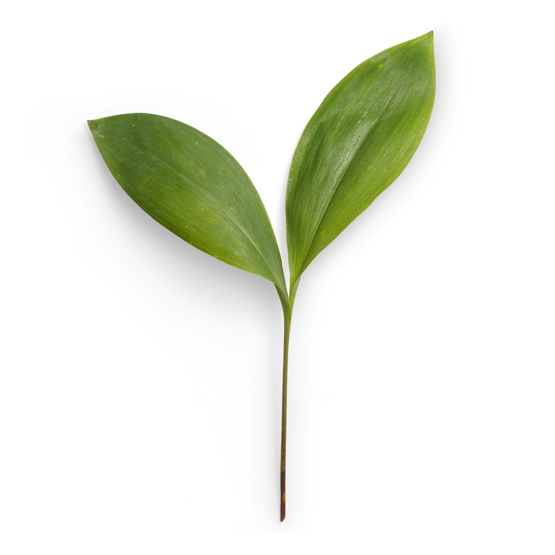 Botanical leaves for product presentation