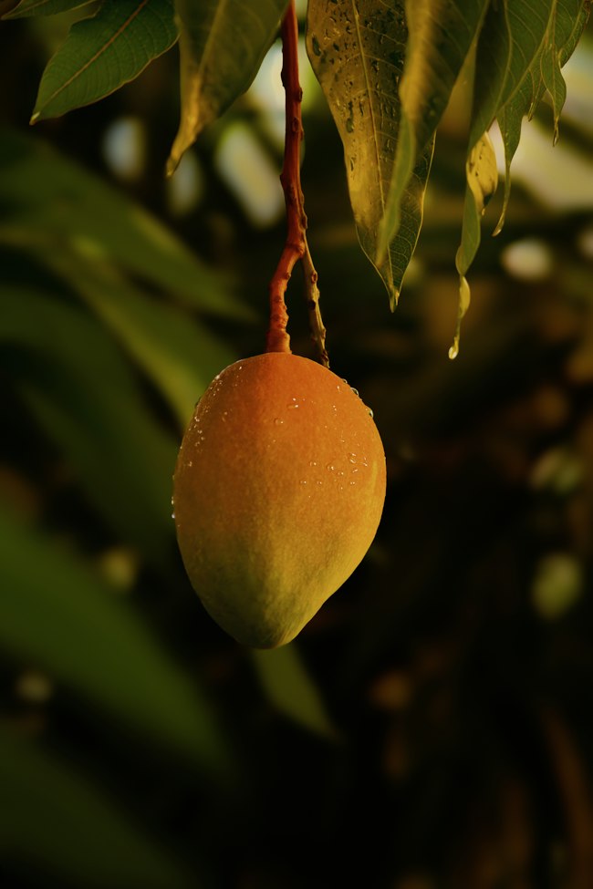 Mango